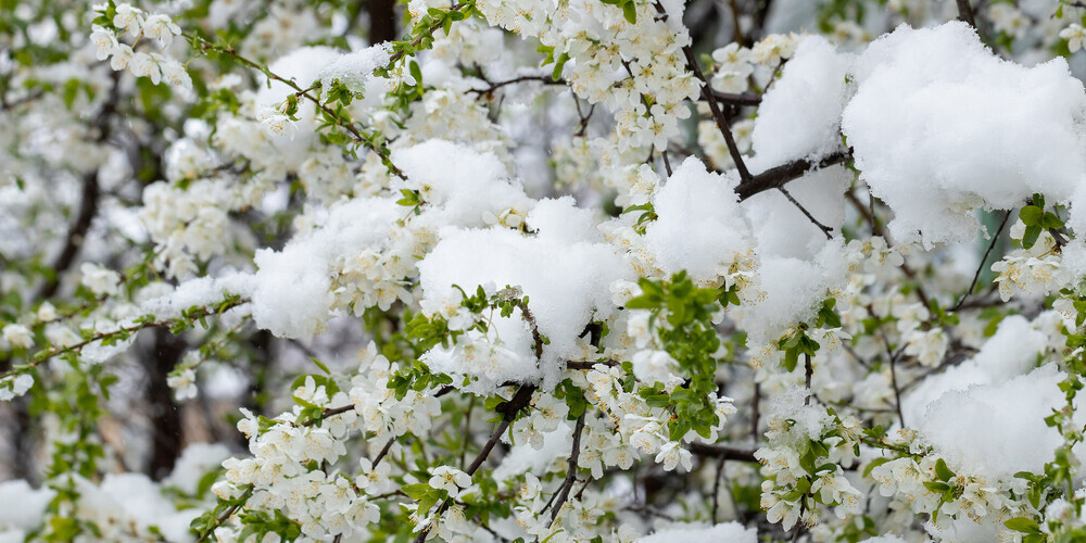 Sinoptiķi brīdina, ka otrdien zem sniega svara vietām var lūzt koki