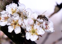 Atgriežoties mājās, ieteicams iet dušā un izmazgāt arī matus, – tajos var ieķerties alerģiju izraisošie ziedputekšņi.