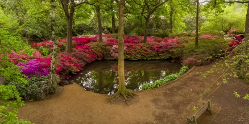 VIDEO: slēgtajā Ričmondas parka Vudlandes dārzā vērojams maksimālais ziedēšanas laiks
