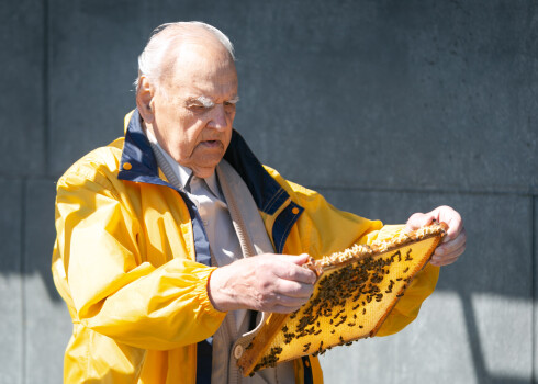 Gunārs Placēns uz teātra jumta iekopj bišu dravu