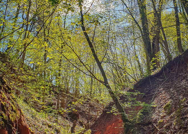 Siguldas novada Tūrisma informācijas centrs izveidojis aktuālu maršrutu, lai vēl labāk iepazītu tā saukto Vidzemes Šveici. Jaunais pastaigu maršruts “Zied ievas Gaujas senielejā” ir 6 kilometru garš.