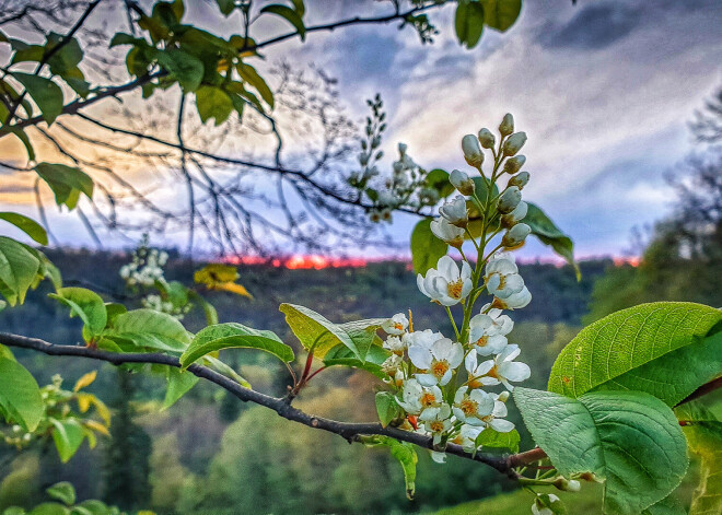 FOTO: Zied ievas Siguldā