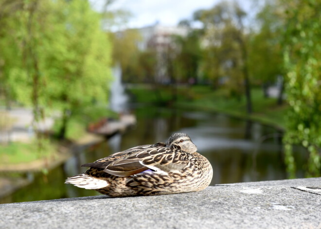 Laika prognoze sestdienai