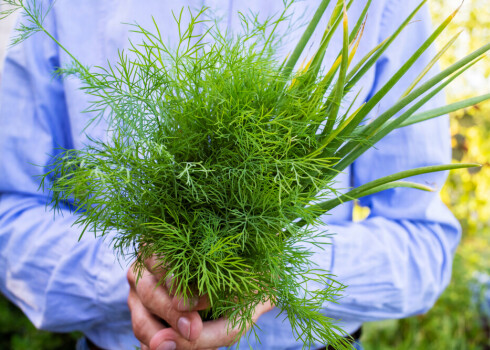 Pat pelmeņi, bagātīgi pārkaisīti ar kapātām dillēm, pretendē uz veselīga ēdiena statusu.