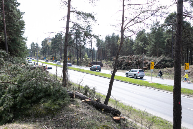 Izcirstas lielas priežu audzes abās pusēs Viestura prospektam.