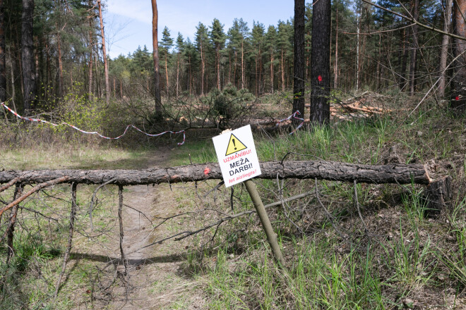 Maija sākumā kokus zāģēja pilnā sparā, par spīti ciršanas liegumam laikā no 15. aprīļa līdz 30. jūnijam.