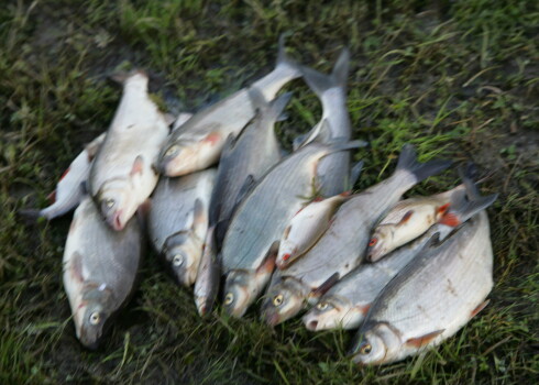 Jau desmitiem un vairāk gadu latviešu copmaņi pakojas atklāto ūdeņu pirmajam izaicinājumam.