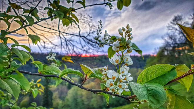 Vidzemes Šveicē izveidots jauns pastaigu maršruts - “Zied ievas Gaujas senielejā”, kurā iespējams vērot plaukstošās ievas gan mežmalās, gan upes ielejā.