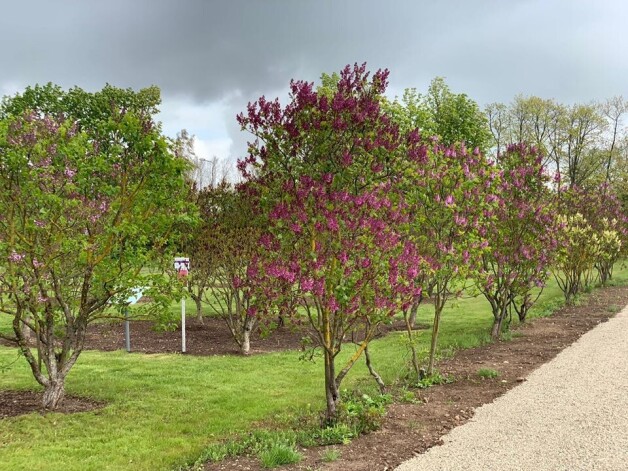 Apmeklētājiem atvērts ziedošais Latvijas Dārzkopības institūta Ceriņu dārzs Dobelē.