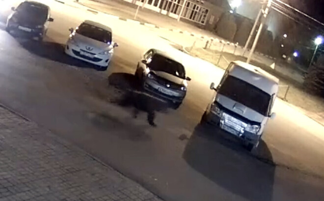 Lācis Jaroslavļā uzbruka vīrietim, bet pēcāk, automašīnas izbiedēts, ieskrēja atpakaļ mežā.