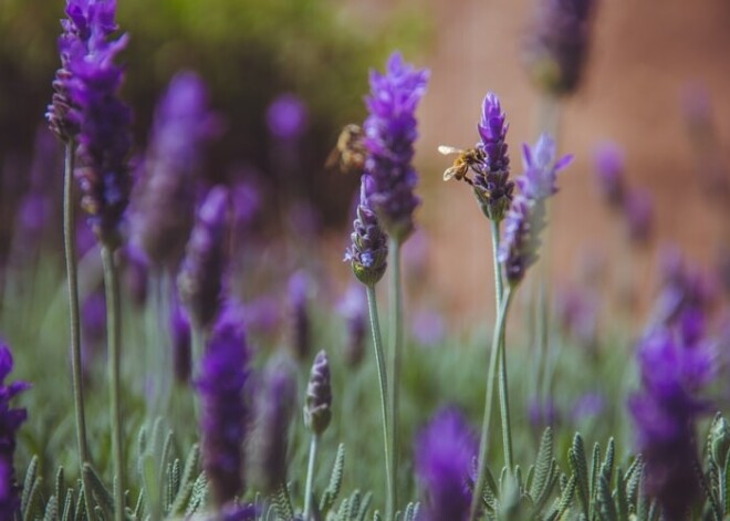 Kādas lavandas der mūsu apstākļiem?