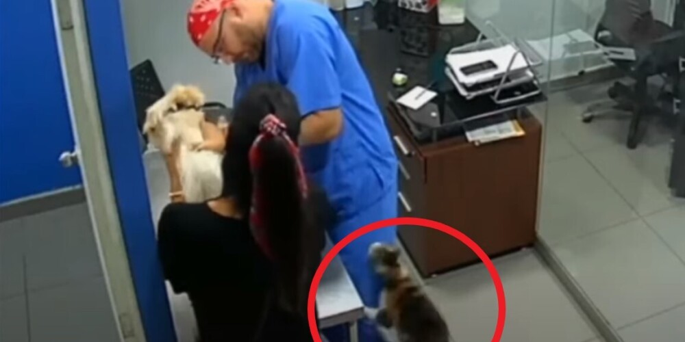 На видео попал котик, который решил защитить знакомого пса от ветеринара