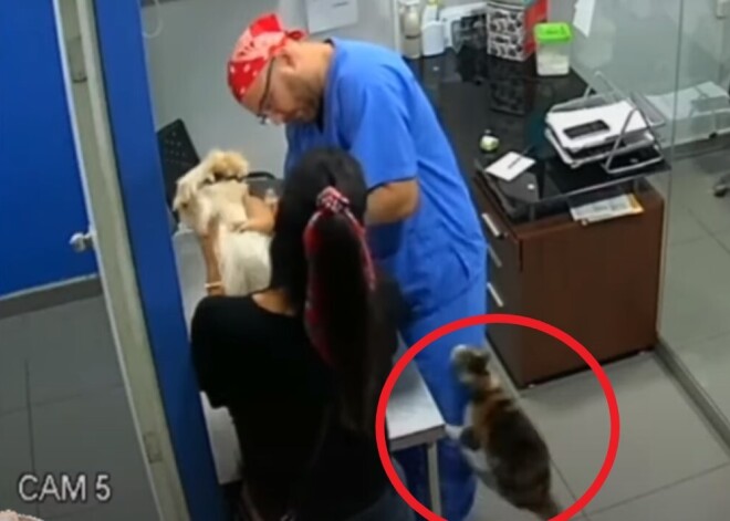 На видео попал котик, который решил защитить знакомого пса от ветеринара