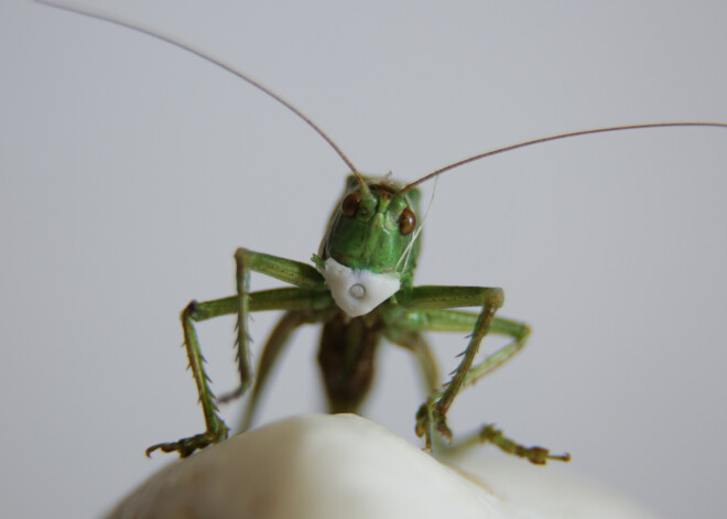 FOTO: krievu mākslinieks rada miniatūru sejas masku sienāzim