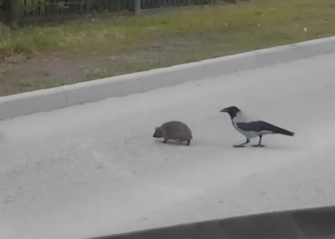 Patiesība par vārnas un eža cīniņu Ogrē: putnam ir pietiekami garš knābis, lai tiktu cauri adatu slānim