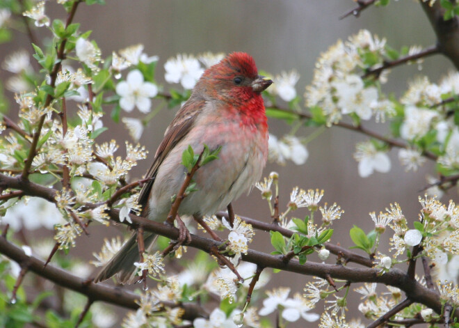 "Kas Jauns Avīzes" redaktoram atklāta krāšņu dabas foto izstāde
