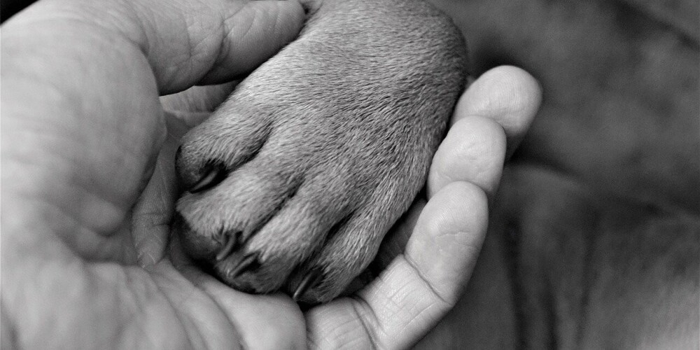 Торговка щенками «сэкономила» на прививках и документах — щенок в Елгаве погиб