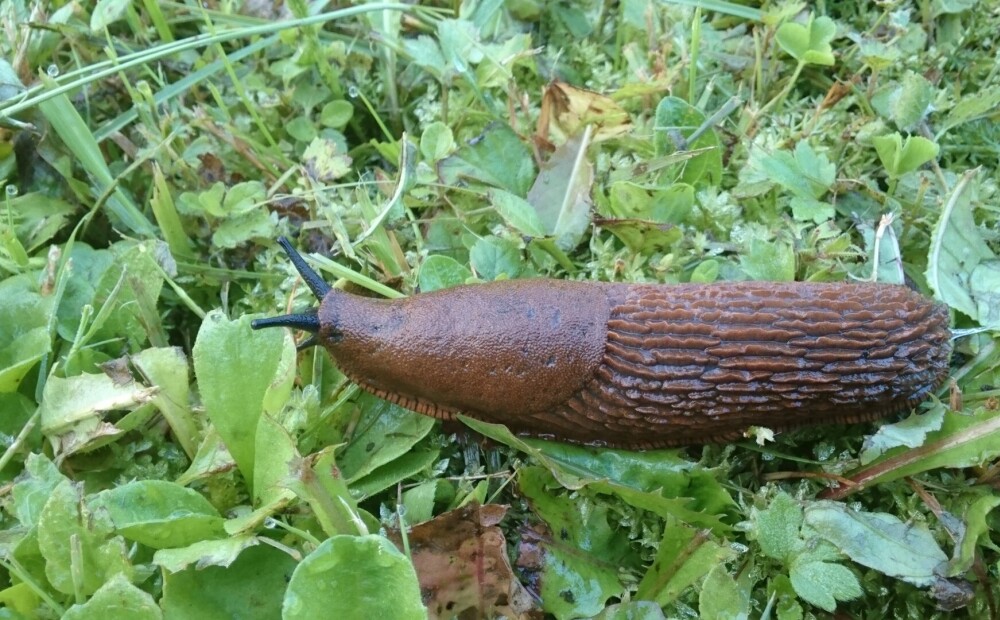 Испанские слизни в подмосковье. Arion vulgaris СЛИЗЕНЬ. Красные слизни в Подмосковье. Коричневый СЛИЗЕНЬ большой. Красный испанский СЛИЗЕНЬ.