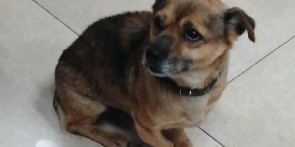 Преданная собака месяцами ждала в больнице умершего от коронавируса хозяина