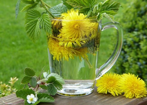 Pieneņu lapu un ziedu losjons palīdz taukainai sejas ādai, savukārt ādas jaunības saglabāšanai noderēs pieneņu un medus maska.