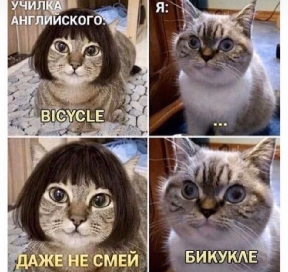 Мемы с кошками