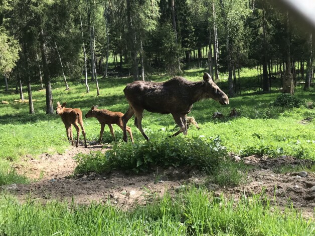 Savas pirmās dzīves nedēļas māte ar mazuļiem pavadīja nomaļākajos nožogojuma nostūros, paslēpušies no apmeklētāju skatieniem.