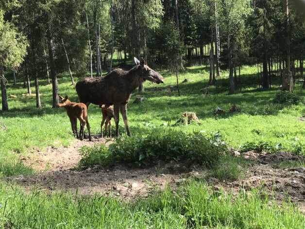 Savas pirmās dzīves nedēļas māte ar mazuļiem pavadīja nomaļākajos nožogojuma nostūros, paslēpušies no apmeklētāju skatieniem.