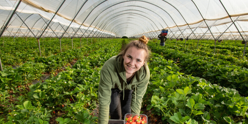 "Начинаем в 5 утра, платят только 7 фунтов в час": сбор урожая в Великобритании под угрозой