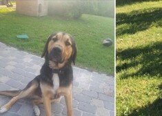 Pusotru gadu vecais suņuks Čārlijs meklē mājas.