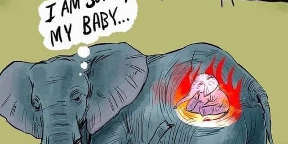 Pasauli šokē ziloņa mātītes, kura bijusi stāvoklī, šausminošas mokas un nāve Indijā