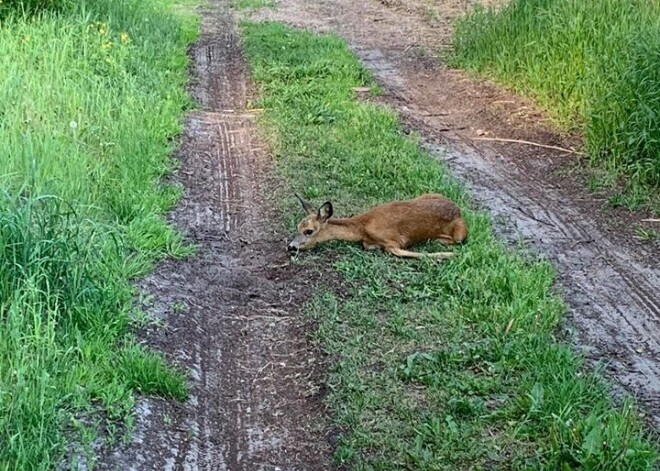 "Plosoties" pa Jaunciema dabas liegumu, kāds bezpalīdzīgā stāvoklī atstājis stirnēnu
