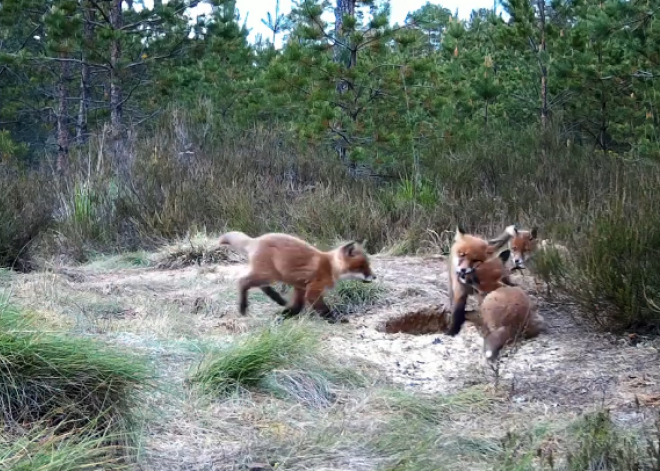 Fotogrāfam Garkalnē izdodas nofilmēt četrus mazus lapsēnus, kuri jestri spēlējas