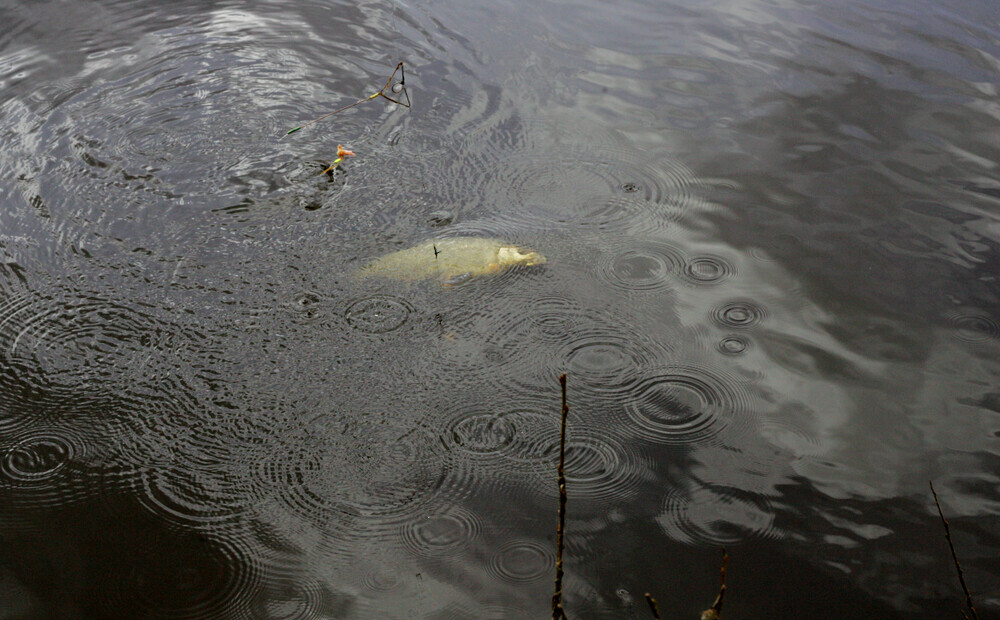 Krustpils novada Odzes un Neretas upē konstatētas bojā gājušas zivis