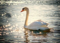 Иллюстративное фото