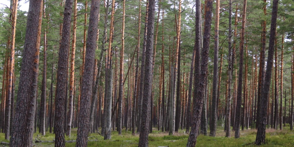 Mežsaimniecības un kokapstrādes nozare aicina premjeru nepieļaut Latvijas stratēģisko uzņēmumu privatizāciju