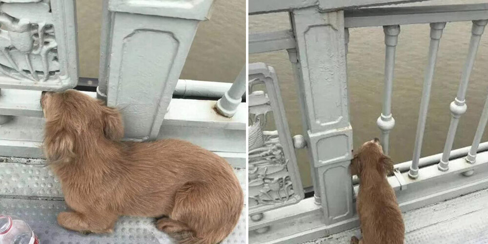 Suns dienām gaidīja savu saimnieku uz tā paša tilta, kur viņš izdarīja pašnāvību