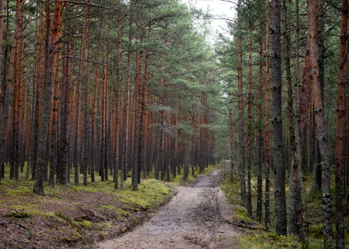 Apmeklētājiem atver visas "Latvijas Valsts mežu" atpūtas vietas