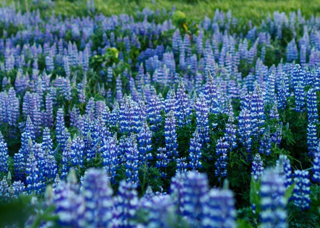 Krāšņās viltnieces lupīnas - vai ir labi tās plūkt un likt vāzē mājās?