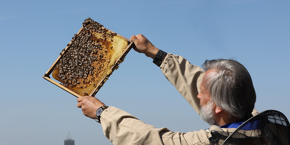 Bites "ieņems" arī Rīgas domi; uz rātsnama terases izvietos bišu stropus