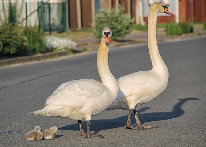 На елгавском шоссе лебединая семья вызвала пробку: что делать, если птицы блокируют движение?