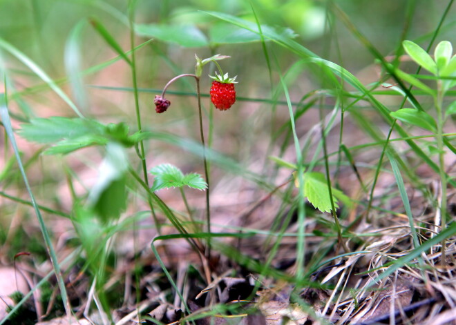 Infektoloģe brīdina par parazītiem, kas cilvēkos var iemājot līdz ar vasaras pilnbriedu