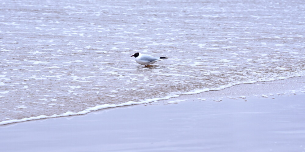 Температура воды на пляжах Риги и Юрмалы - от +14 до +23 градусов