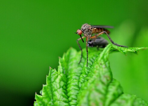 Kuru augu aromāti atbaida odus