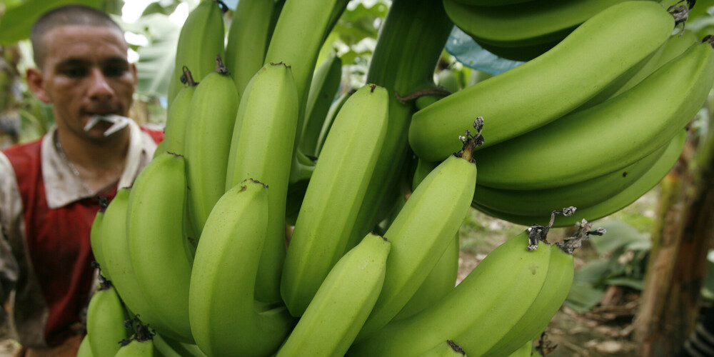 Banāni ir apdraudēti? Pasaulē izplatās slimība, ko pielīdzina koronavīrusam