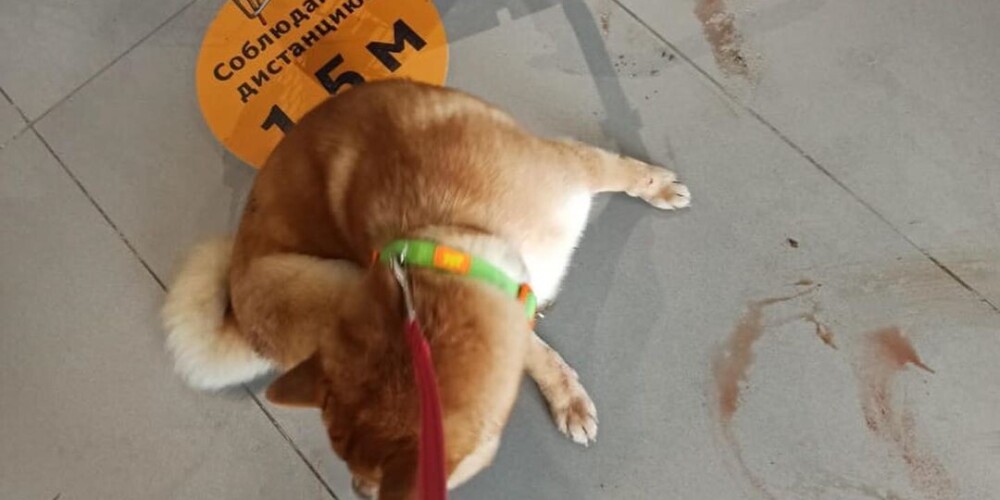 Пассажирке в аэропорту из багажного отделения вернули окровавленную собаку