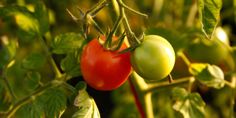 Sējumus var apdrošināt, bet tomātus siltumnīcā?