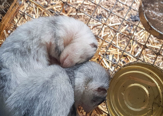 Saistībā ar bīstamā koronavīrusa izplatību Nīderlandē jau šogad pilnībā izbeigs zvēraudzēšanu