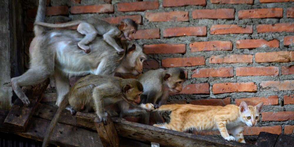 “Mēs dzīvojam būrī…” iedzīvotāji slavenā Taizemes pilsētā spiesti slēpties, jo ielas tagad pieder pērtiķiem