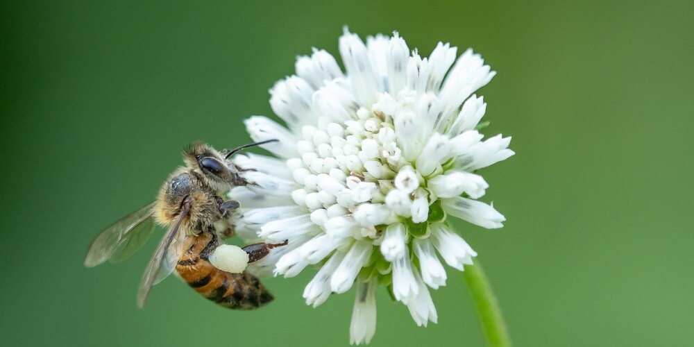 Temperatūra pēc bites dzēliena: rīcības plāns, ko darīt