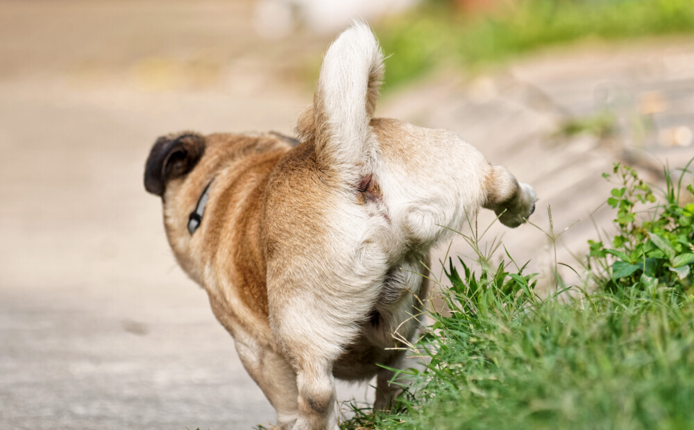 собака справляет нужду